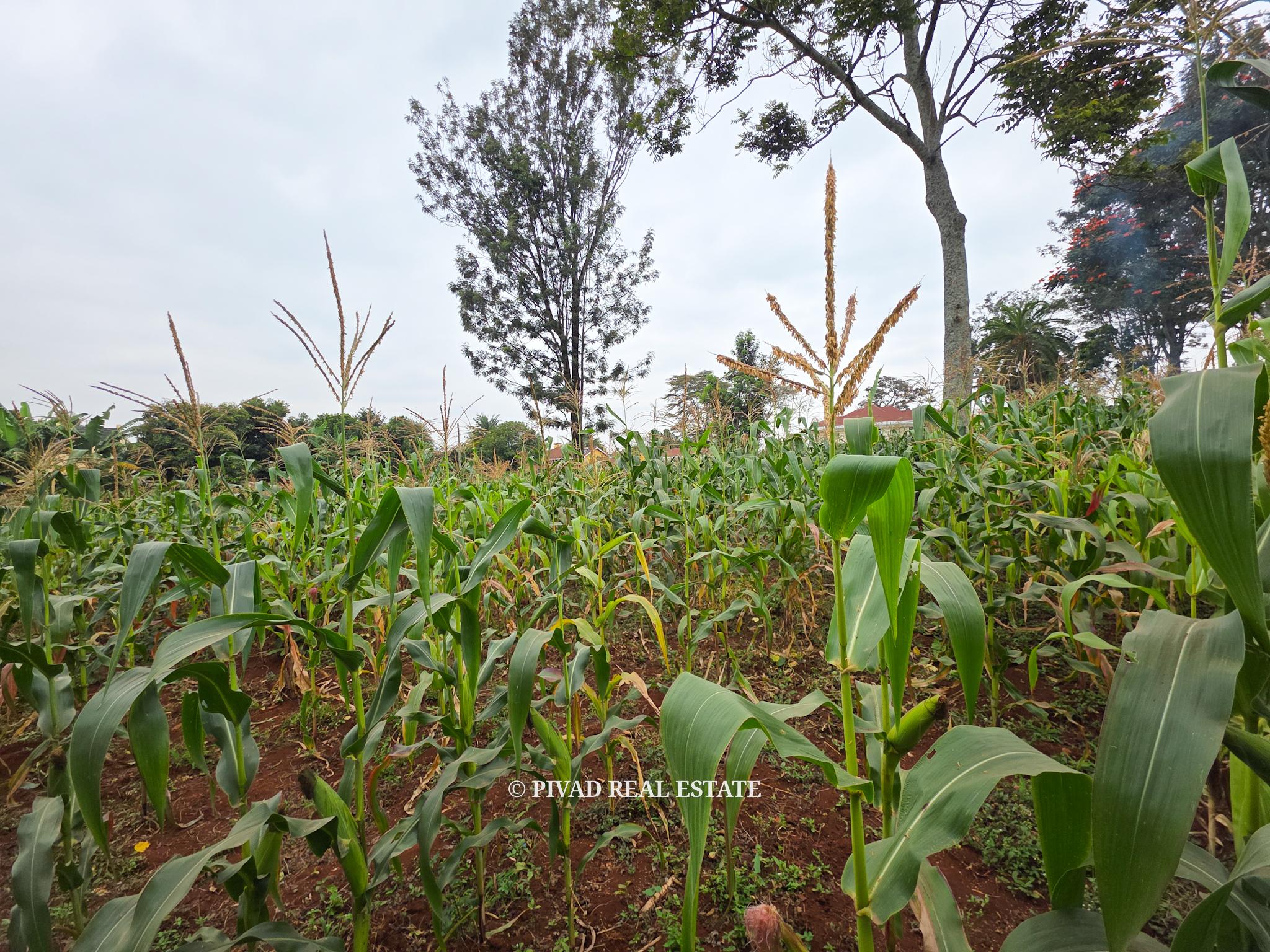 Prime Half-Acre Land for Sale in Runda Riviera