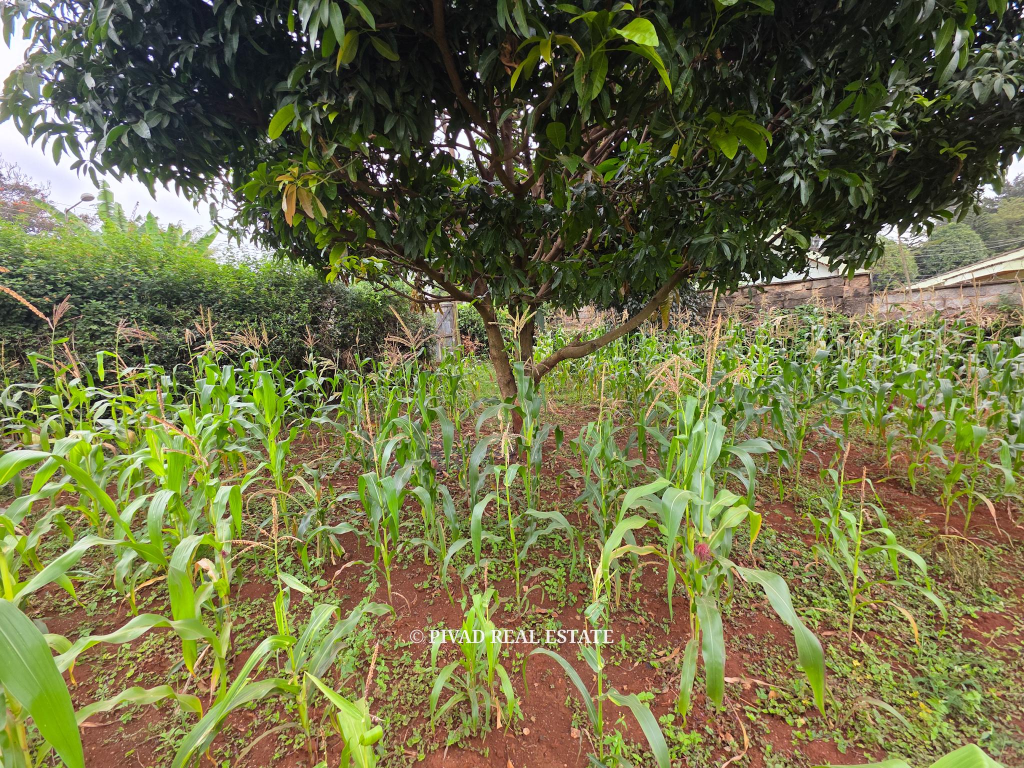 Prime Half-Acre Land for Sale in Runda Riviera gated estate. Selling at 55M