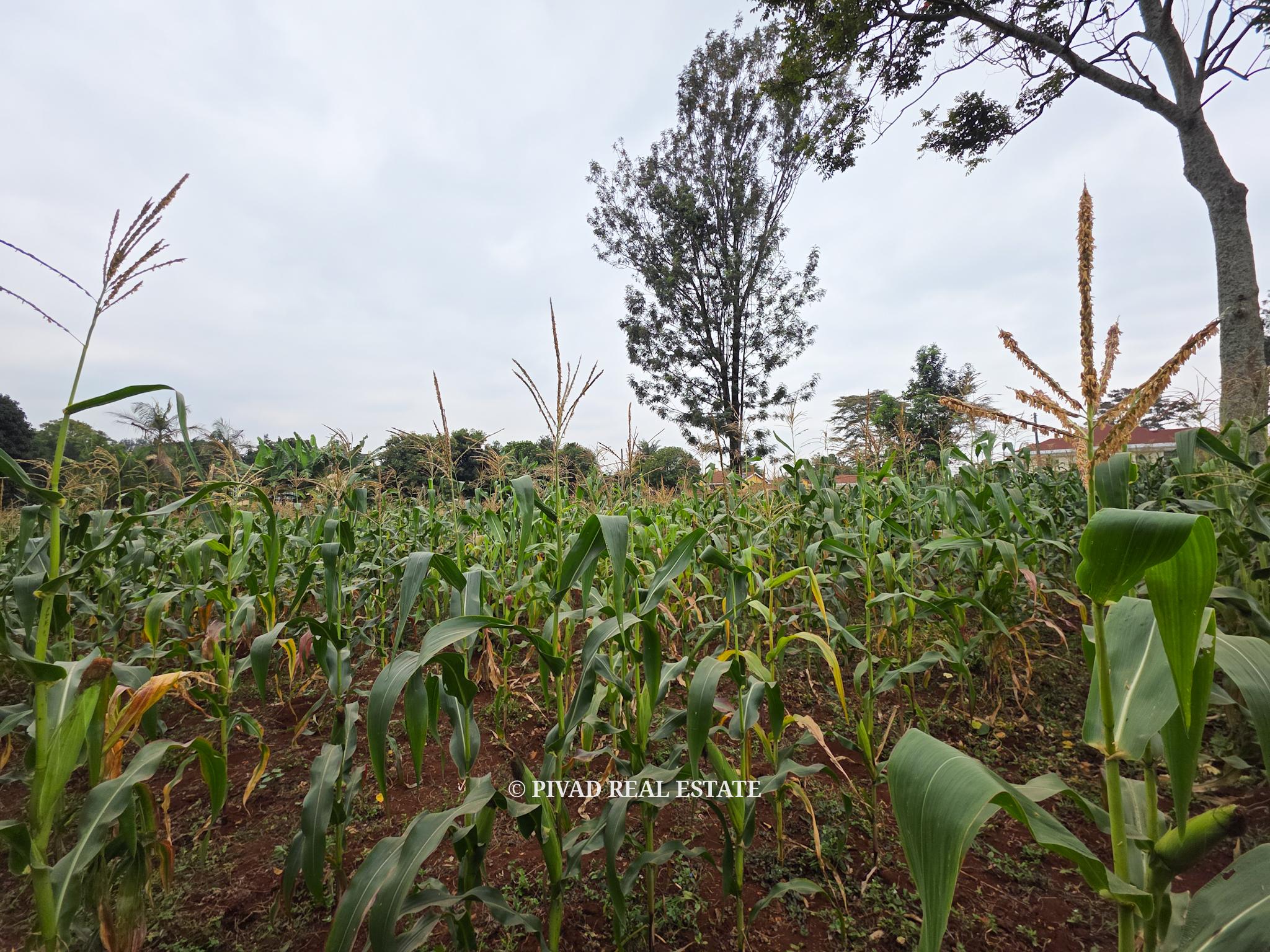 Prime Half-Acre Land for Sale in Runda Riviera