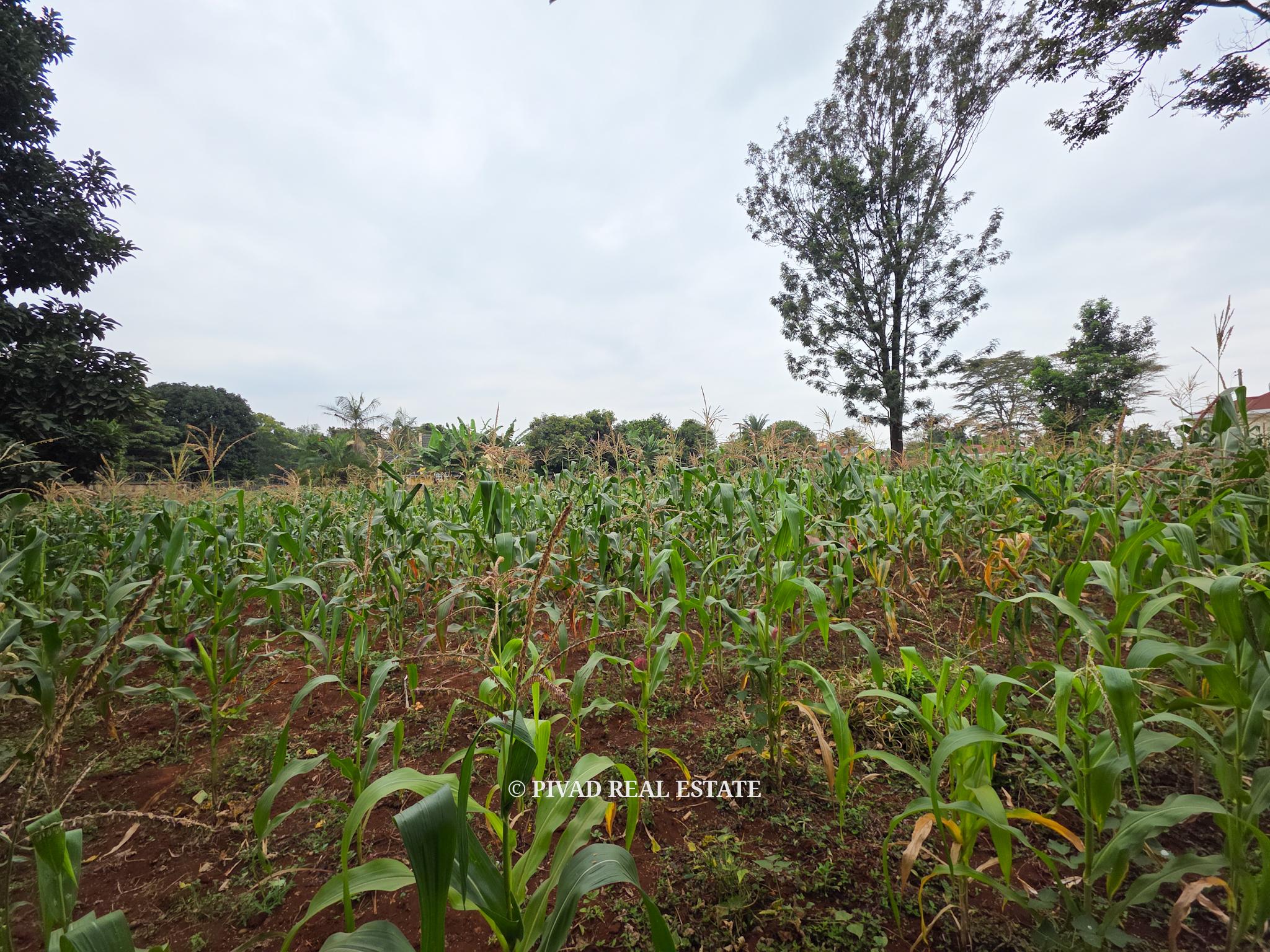 Half acre land available for Sale in Runda